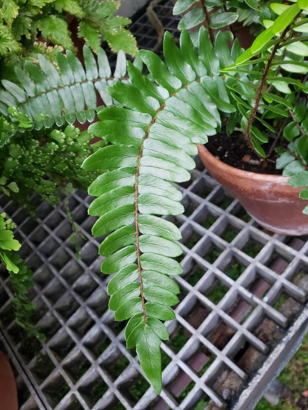 Hemionitis seticaulis — search result for 'Hemionitis'