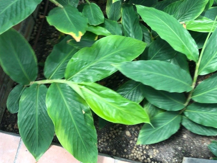 Hedychium thyrsiforme leaf