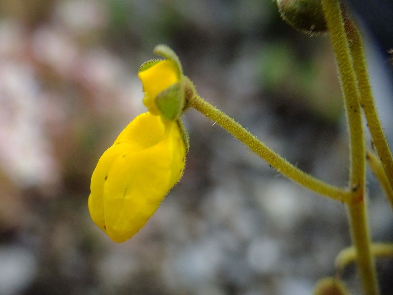 Calceolaria biflora flower