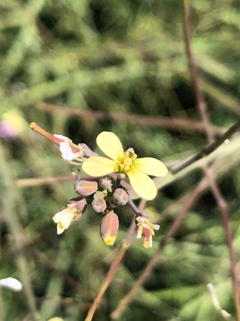 Coincya tournefortii flower
