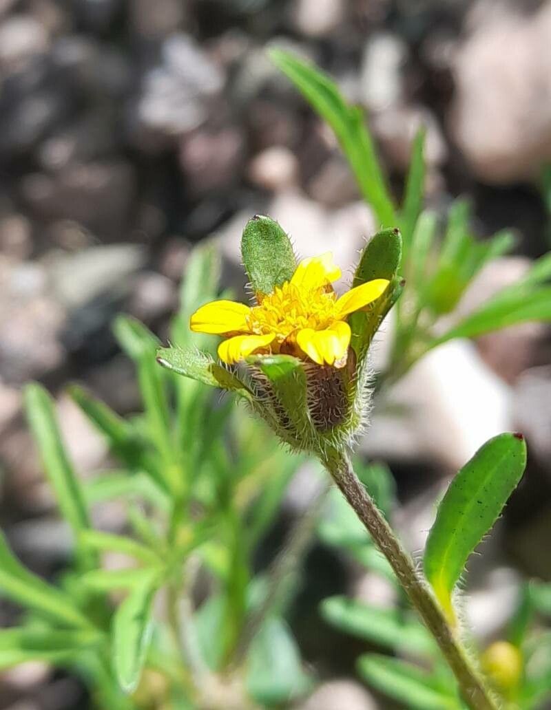 Heterosperma tenuisectum flower