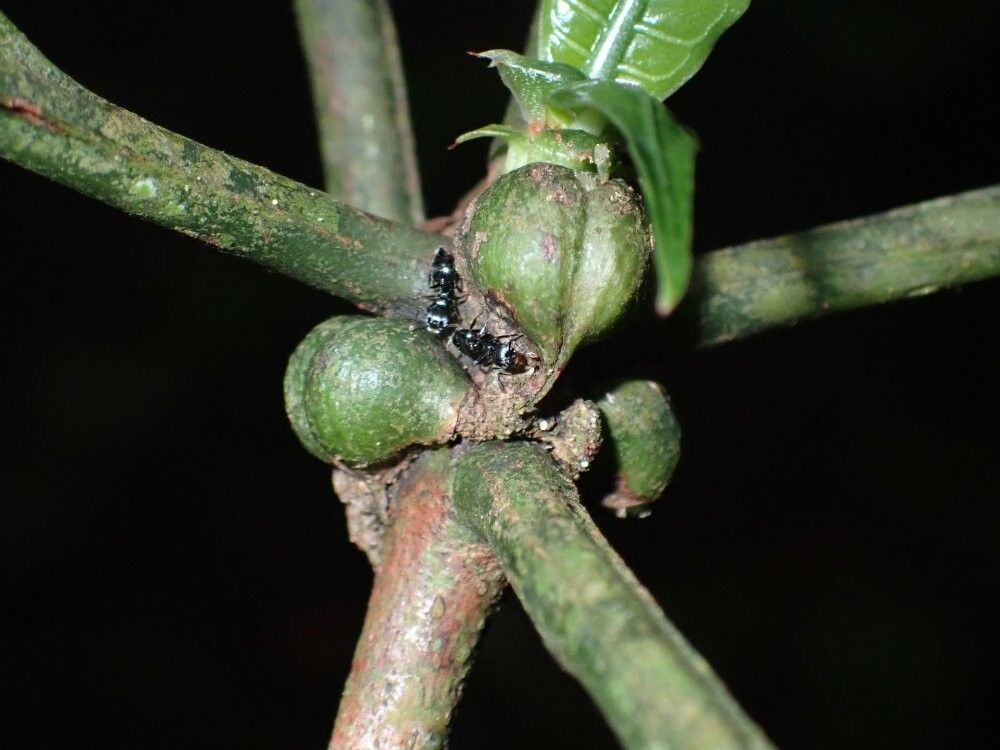 Psychotria cyanopharynx — houseplant care guide