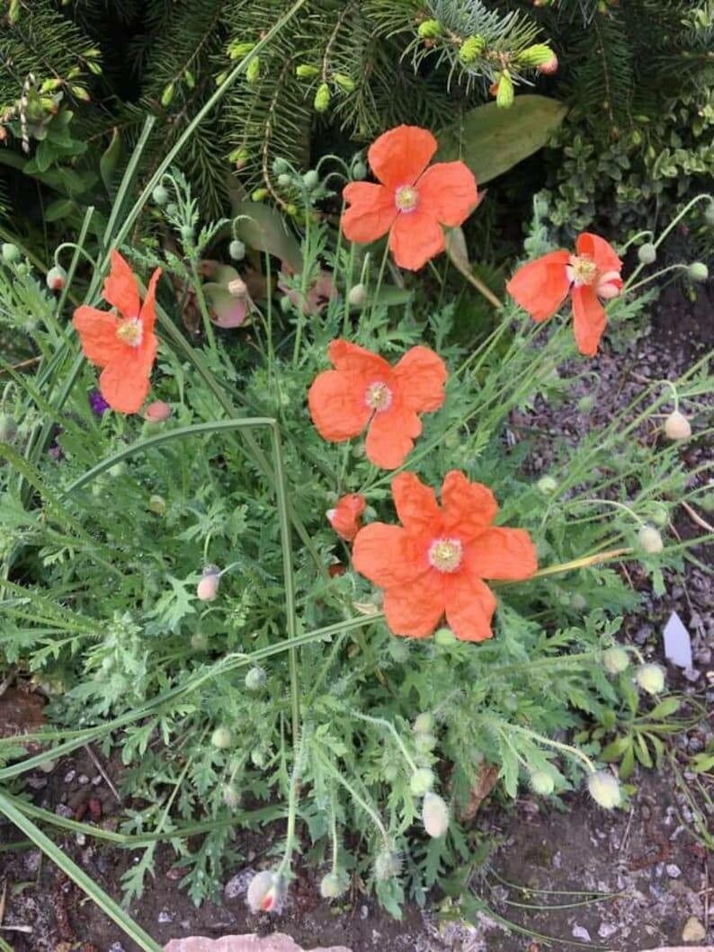Papaver fugax flower