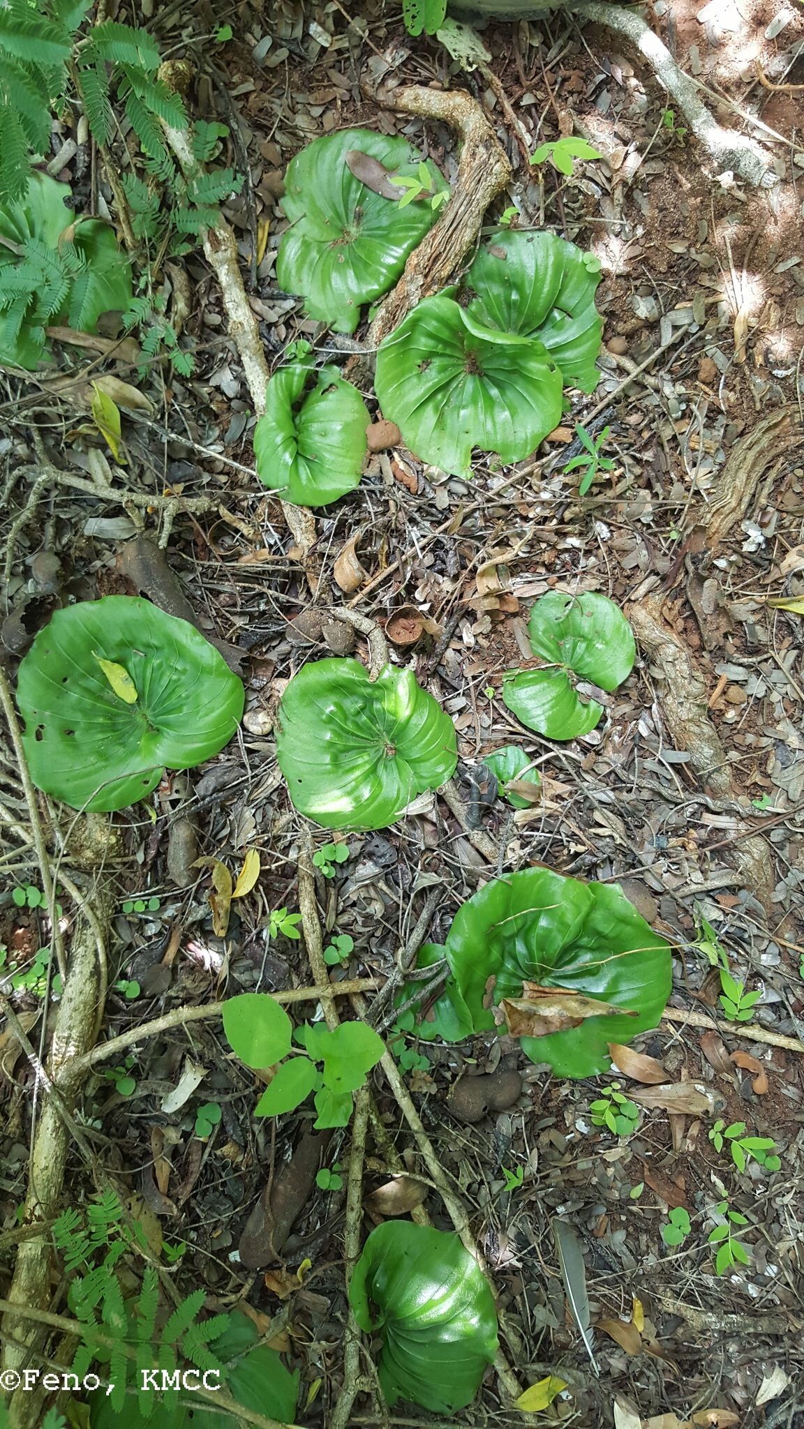 Nervilia renschiana habit