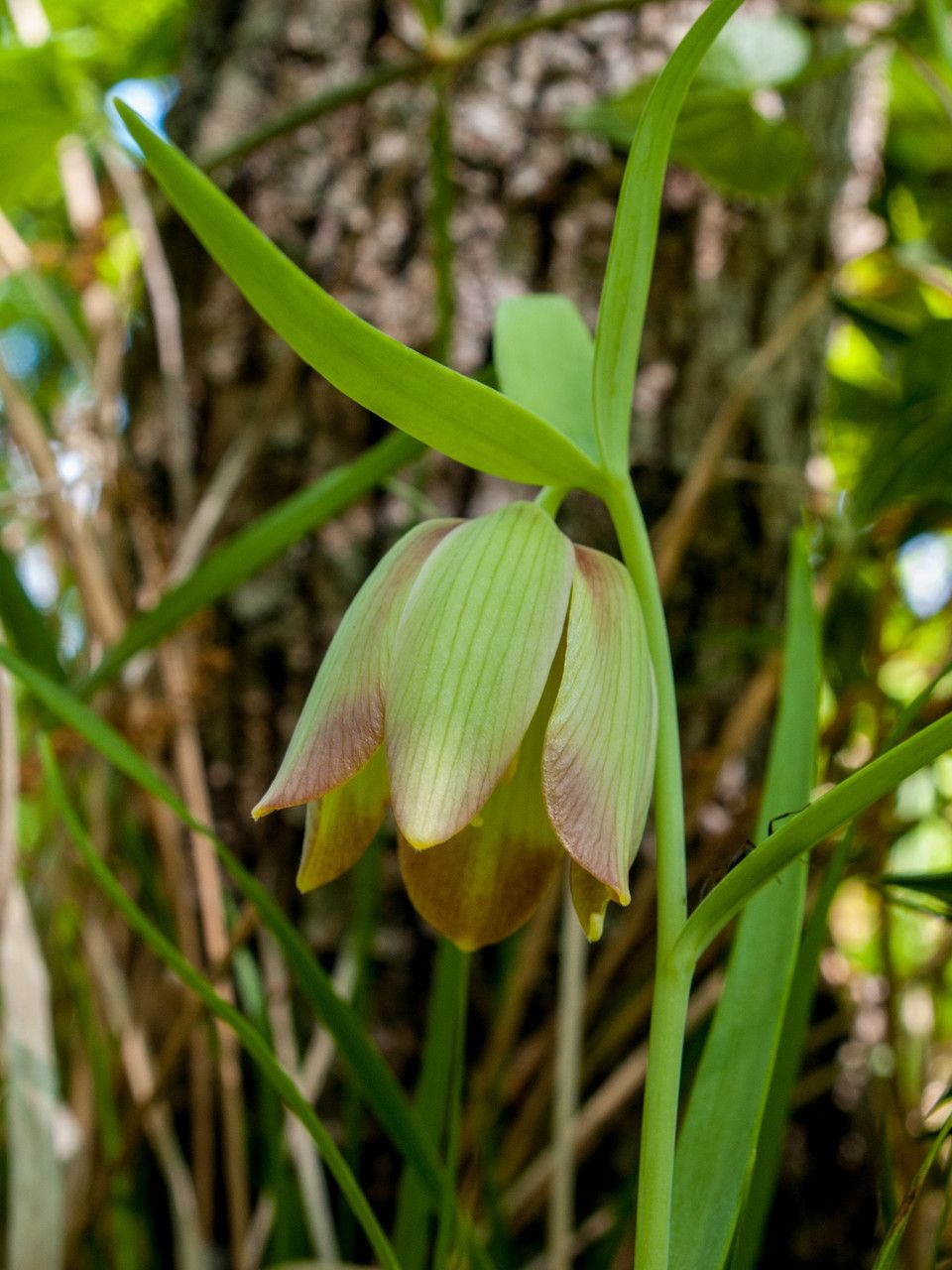 Fritillaria pontica flower