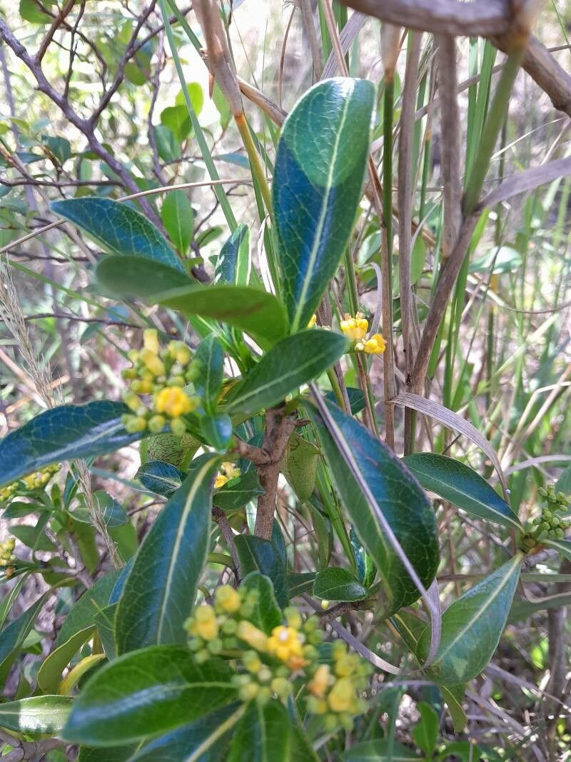 Psychotria isalensis — search result for 'Psychotria'