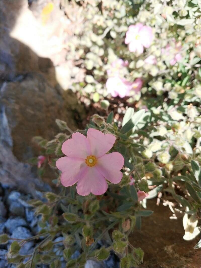 Cistus × skanbergii flower