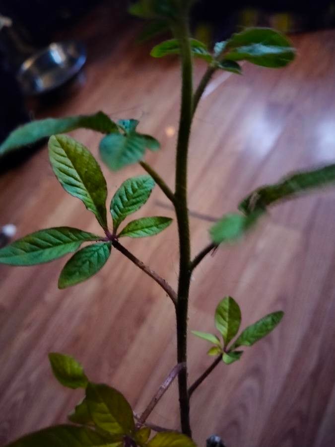 Cleome houtteana leaf