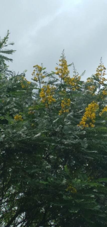 Peltophorum dubium flower