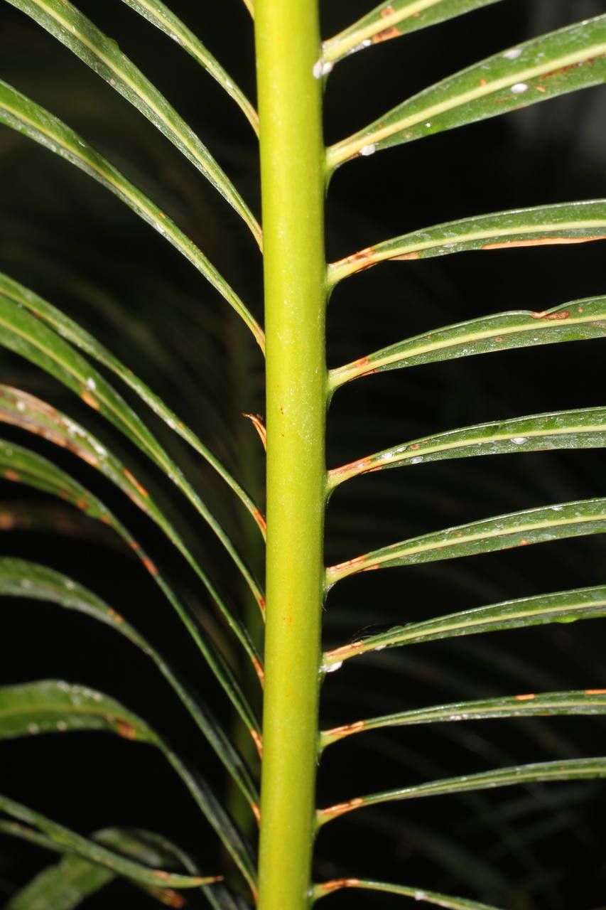 Cycas taiwaniana bark