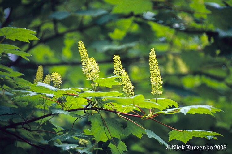 Acer caudatum flower