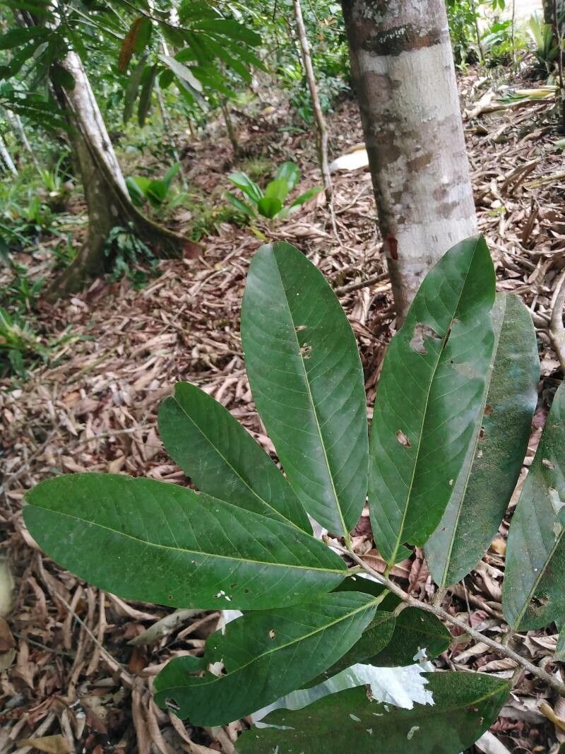 Moquilea platypus leaf