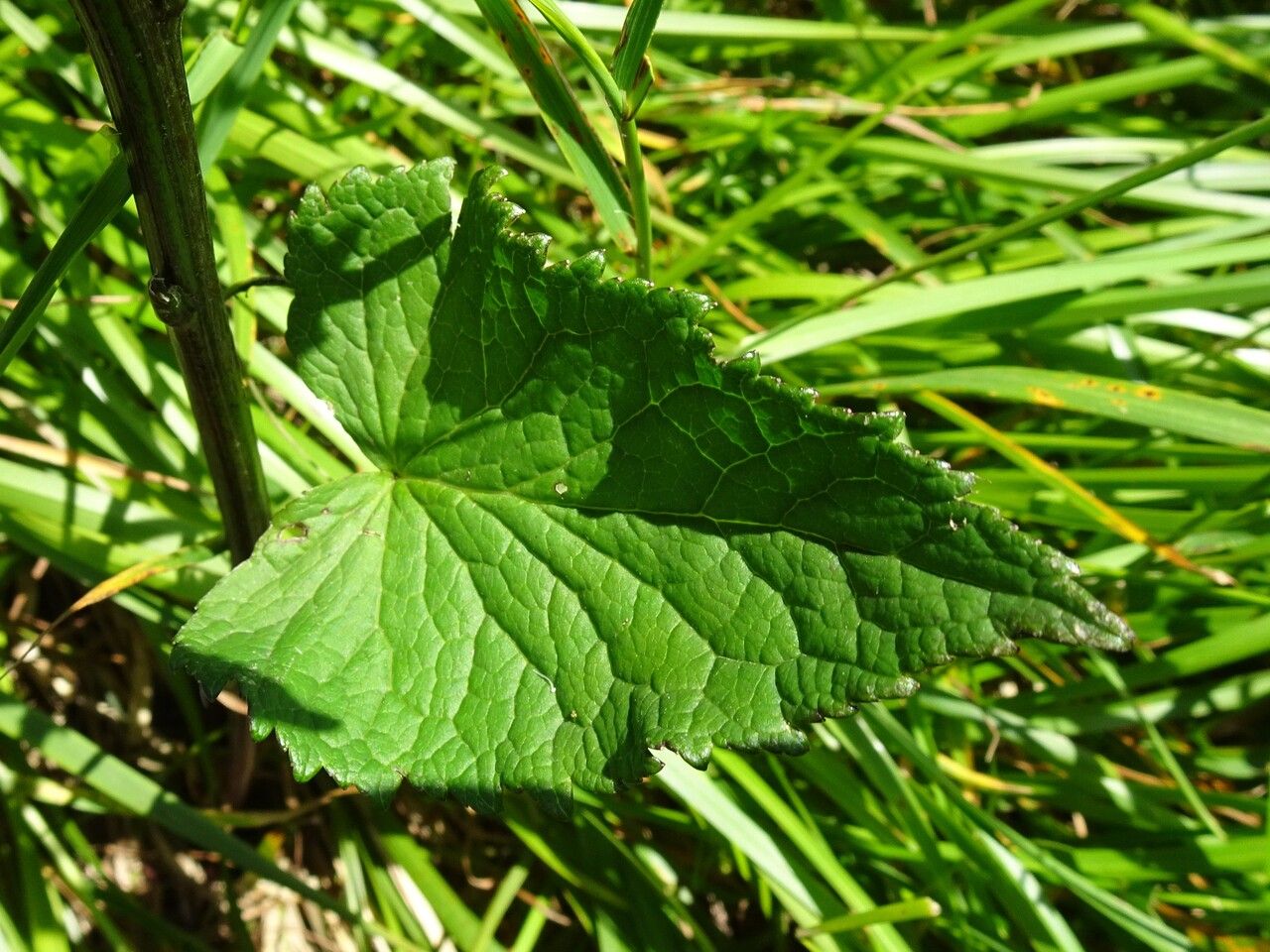 Phyteuma ovatum — search result for 'Campanulaceae'