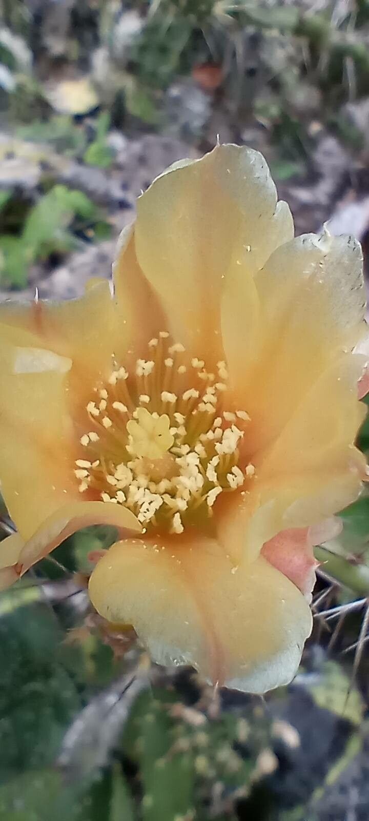 Opuntia pubescens flower