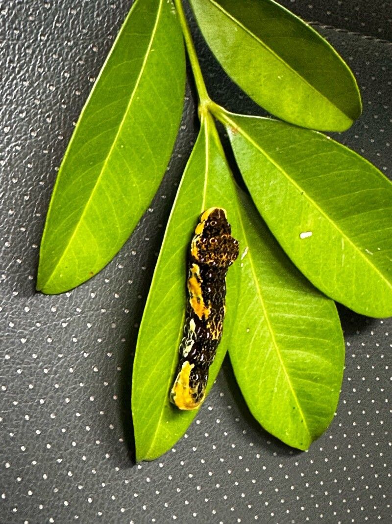 Pilocarpus racemosus leaf