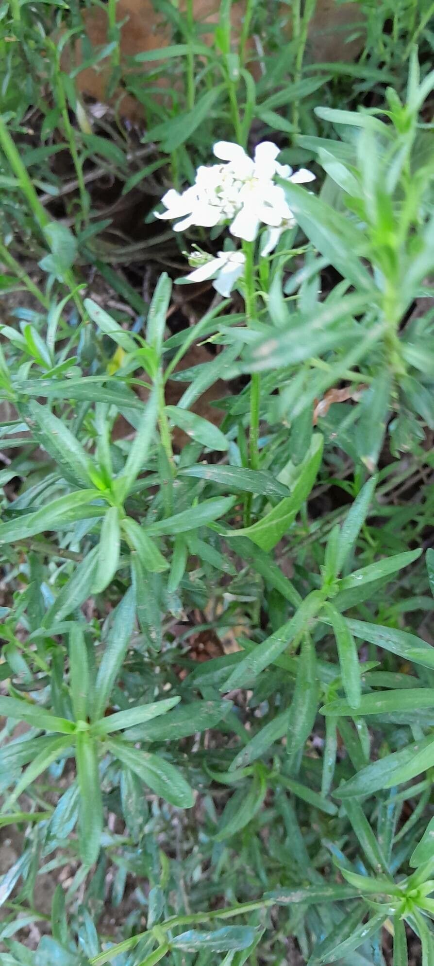 Iberis gibraltarica — search result for 'Iberis'