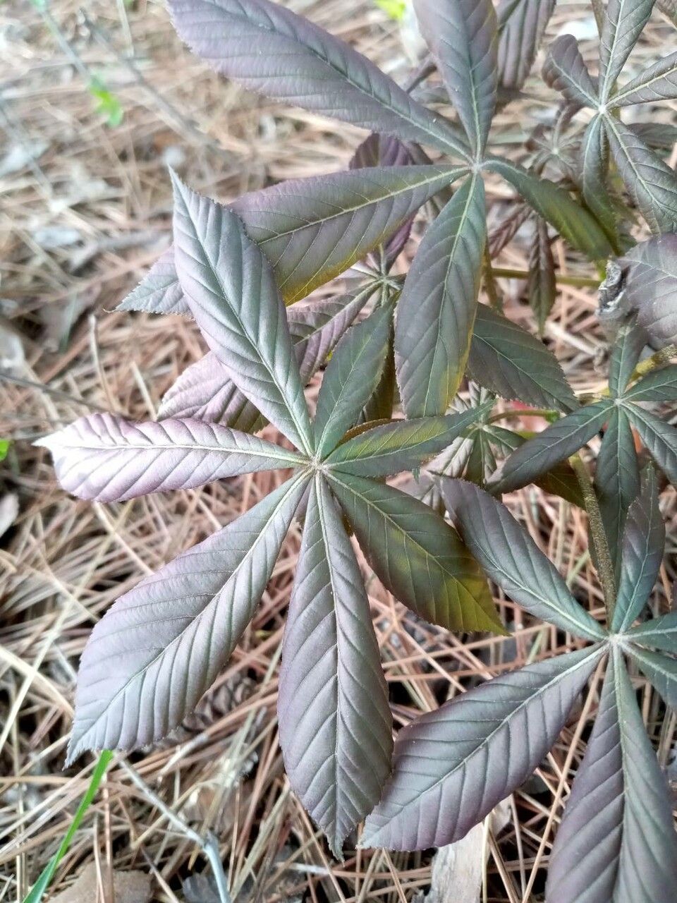 Parthenocissus heptaphylla leaf