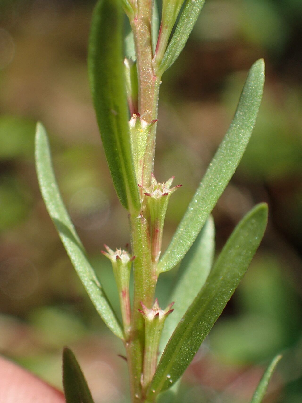 Lythrum hyssopifolia fruit