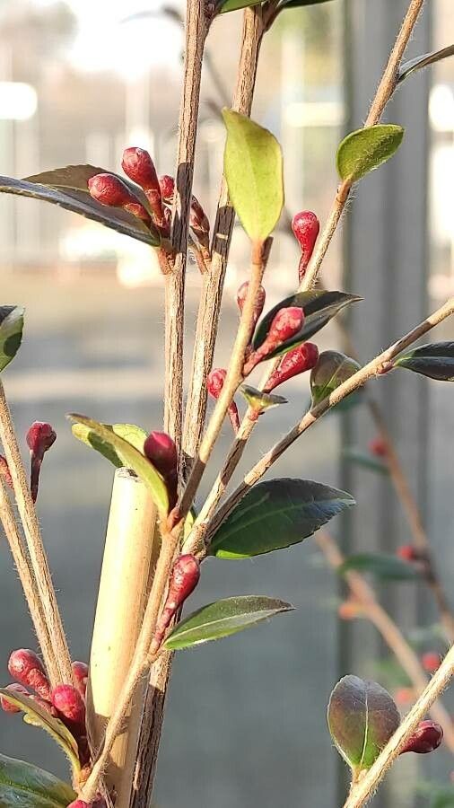 Camellia rosthorniana flower