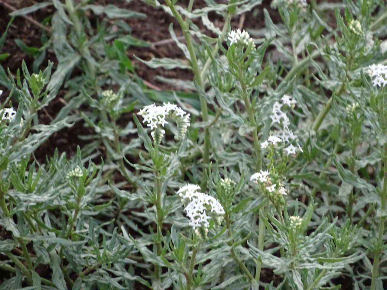 Heliotropium steudneri flower