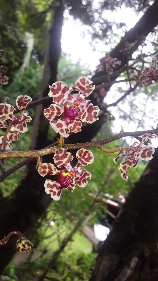 Trichocentrum carthagenense flower