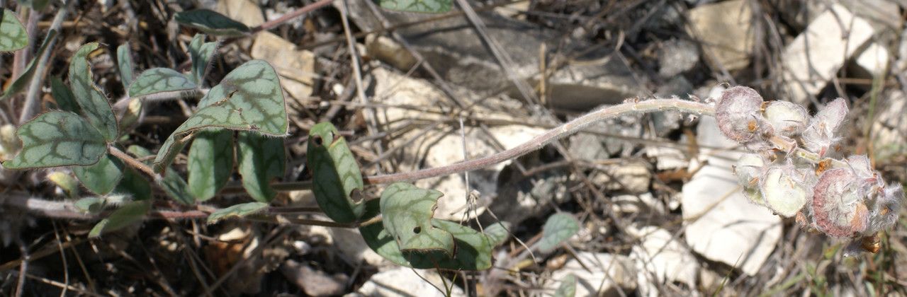 Onobrychis Kabylica habit