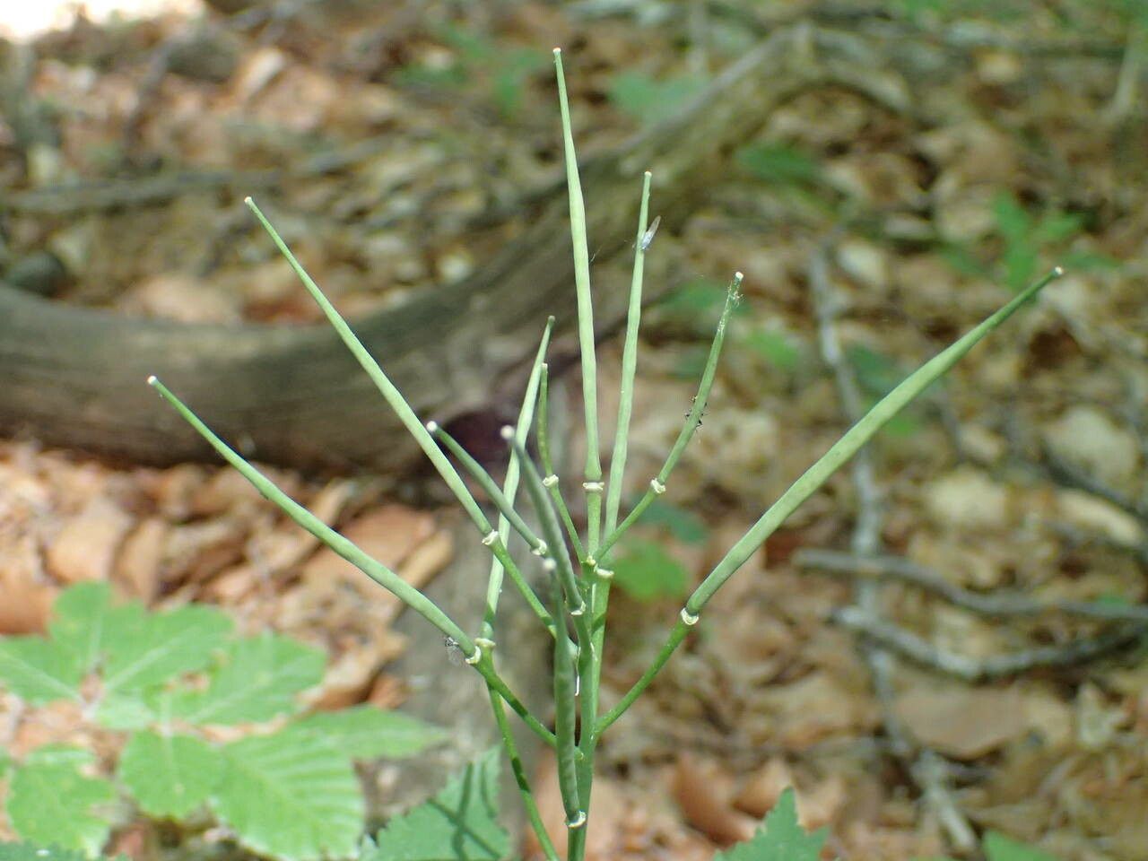 Cardamine pentaphyllos fruit