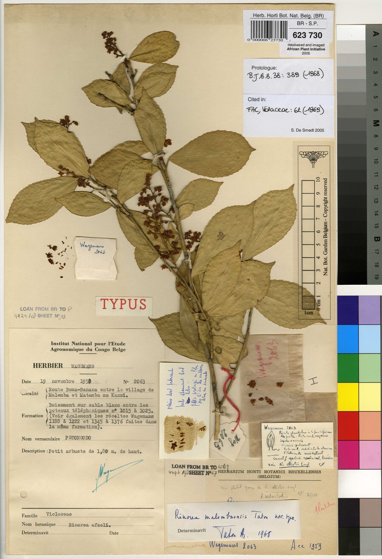 Rinorea malembaensis — houseplant care guide