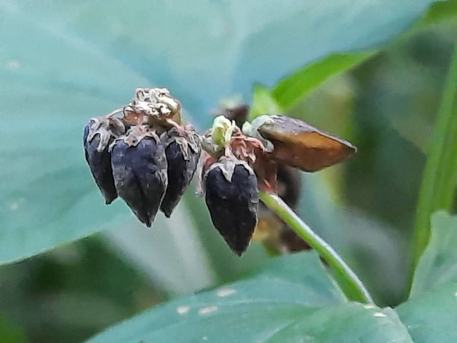 Fagopyrum tataricum fruit