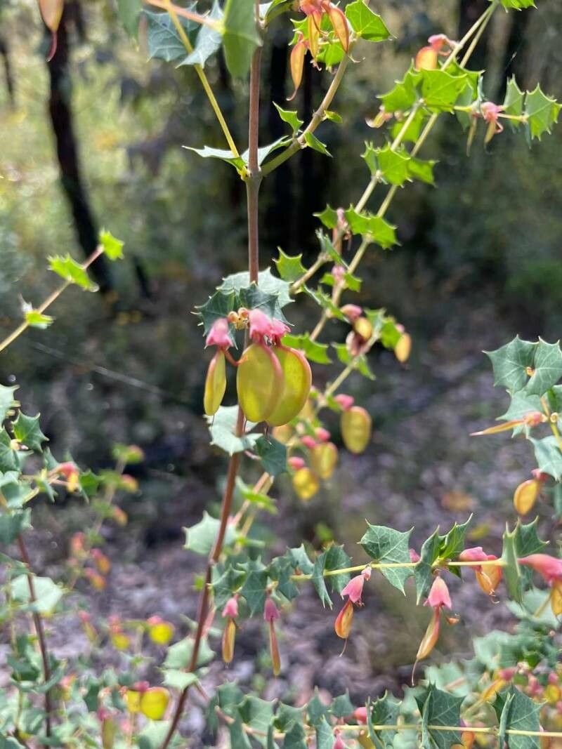 Bossiaea aquifolium flower