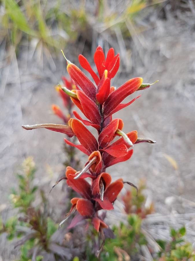 Castilleja irasuensis flower