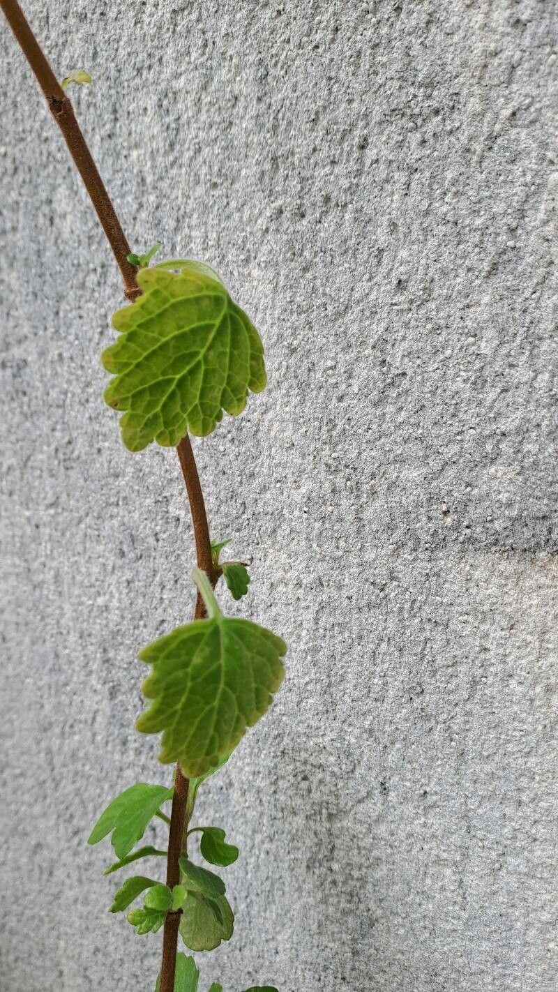 Coleus forsteri bark