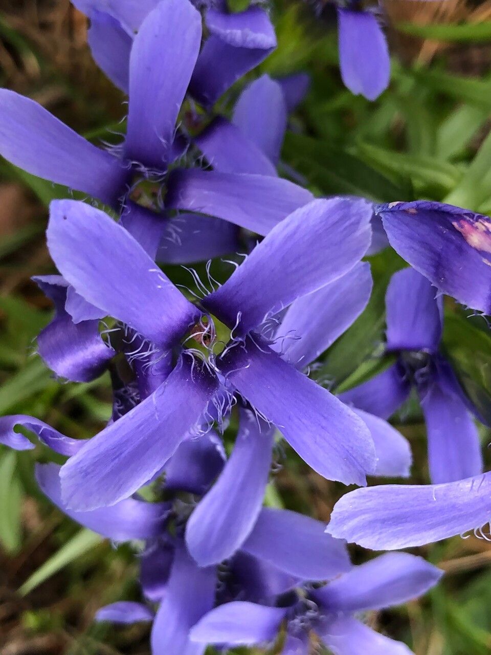 Gentianopsis ciliata flower