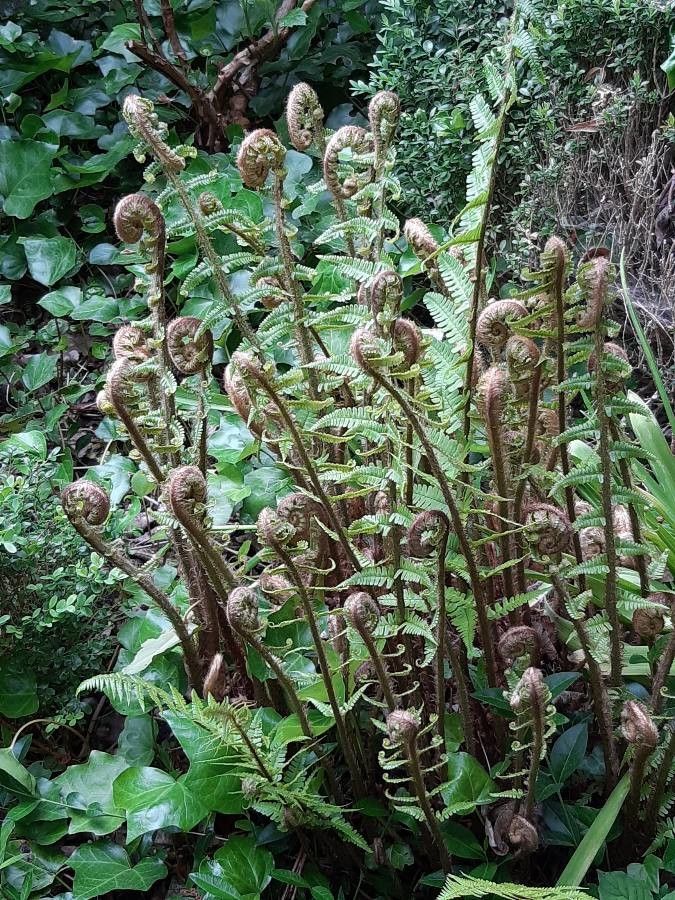 Dryopteris fragrans habit