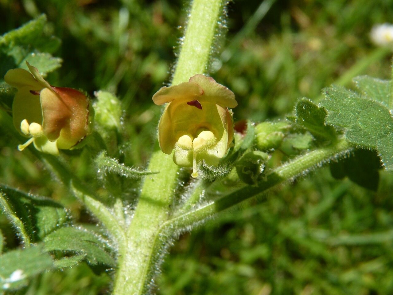 Scrophularia grandiflora — search result for 'Scrophularia'