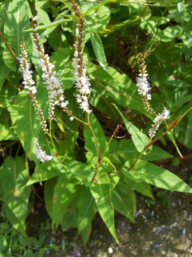 Aconogonum alpinum flower