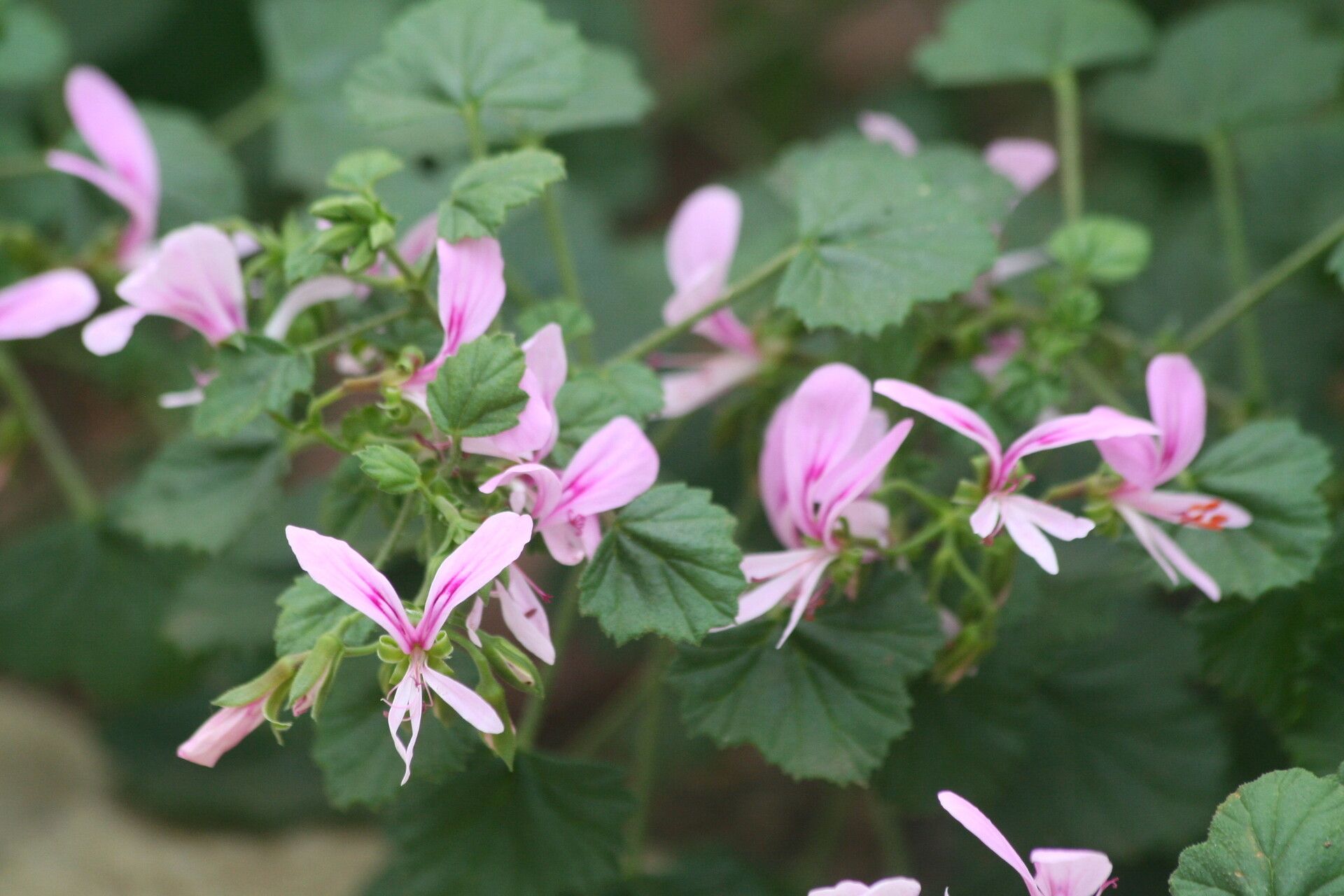 Pelargonium greytonense flower