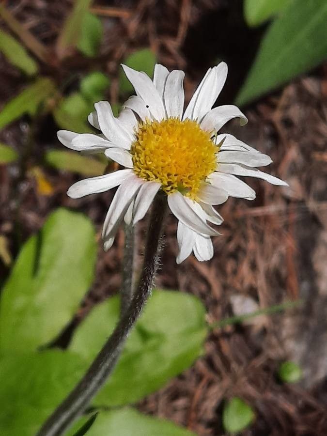 Bellidiastrum michelii flower
