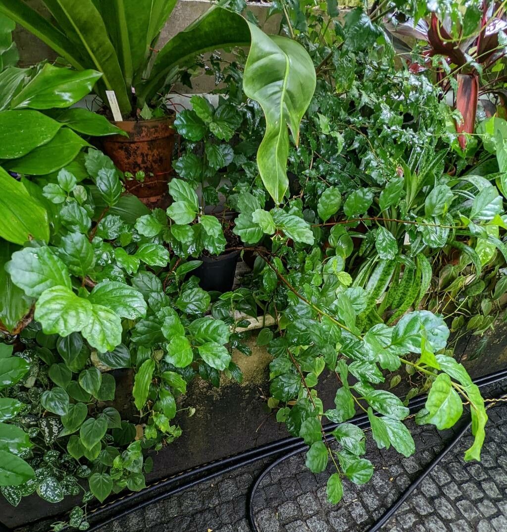 Buddleja indica habit