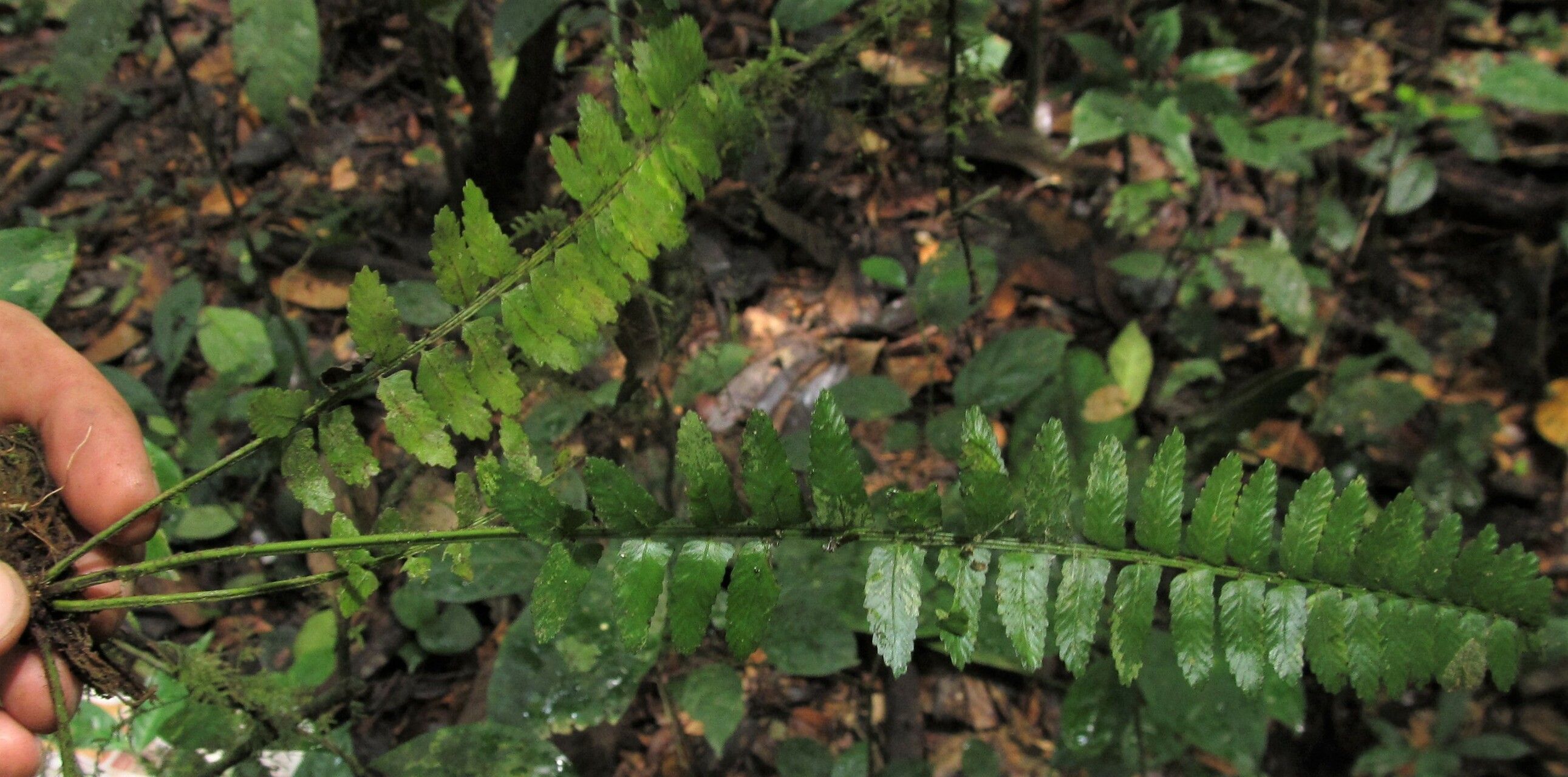 Asplenium barteri — houseplant care guide