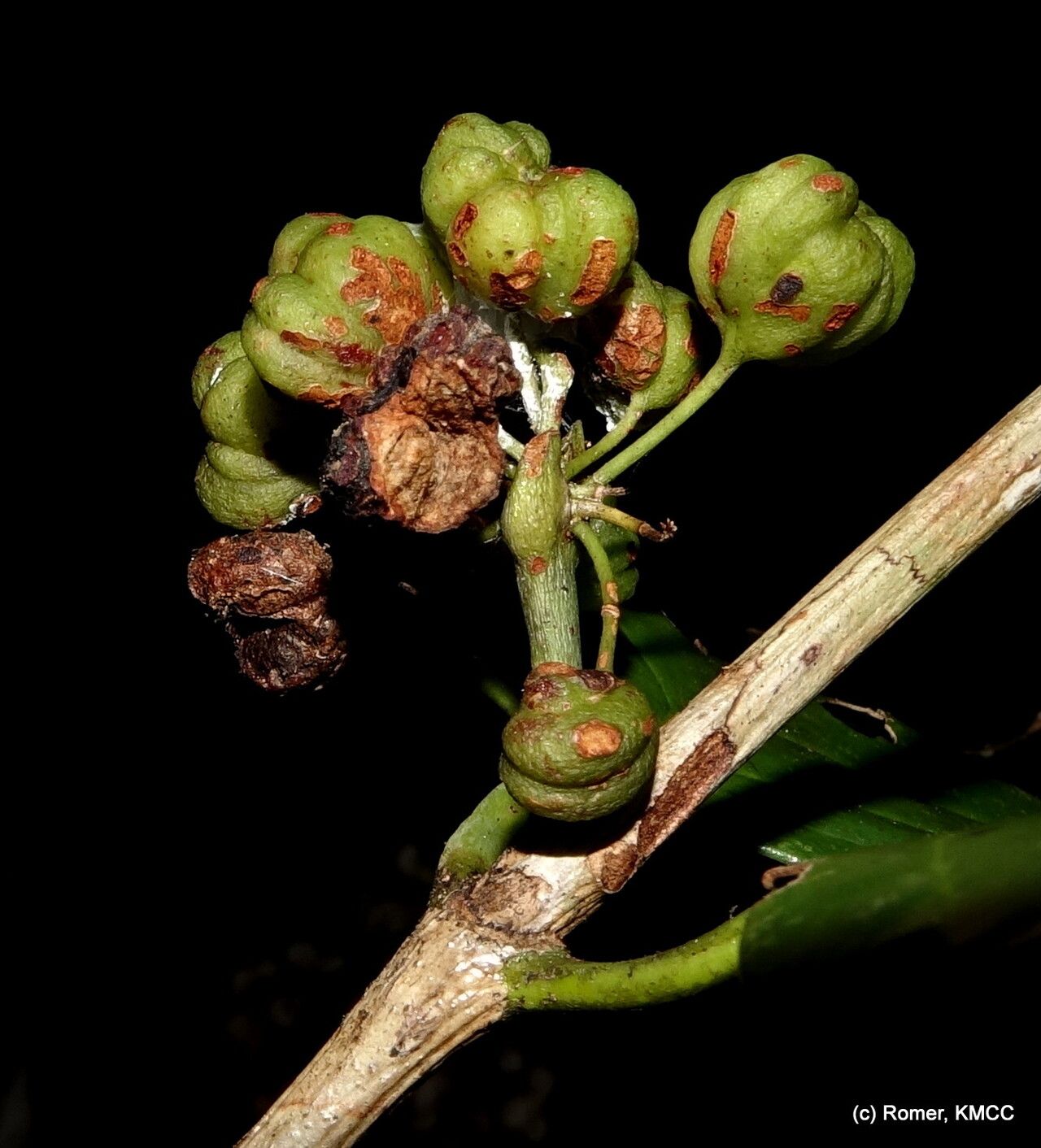 Pyrostria major fruit