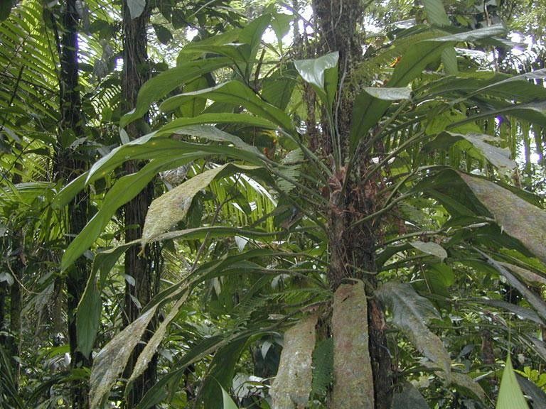 Philodendron cretosum other