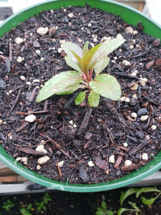 Amaranthus dubius leaf