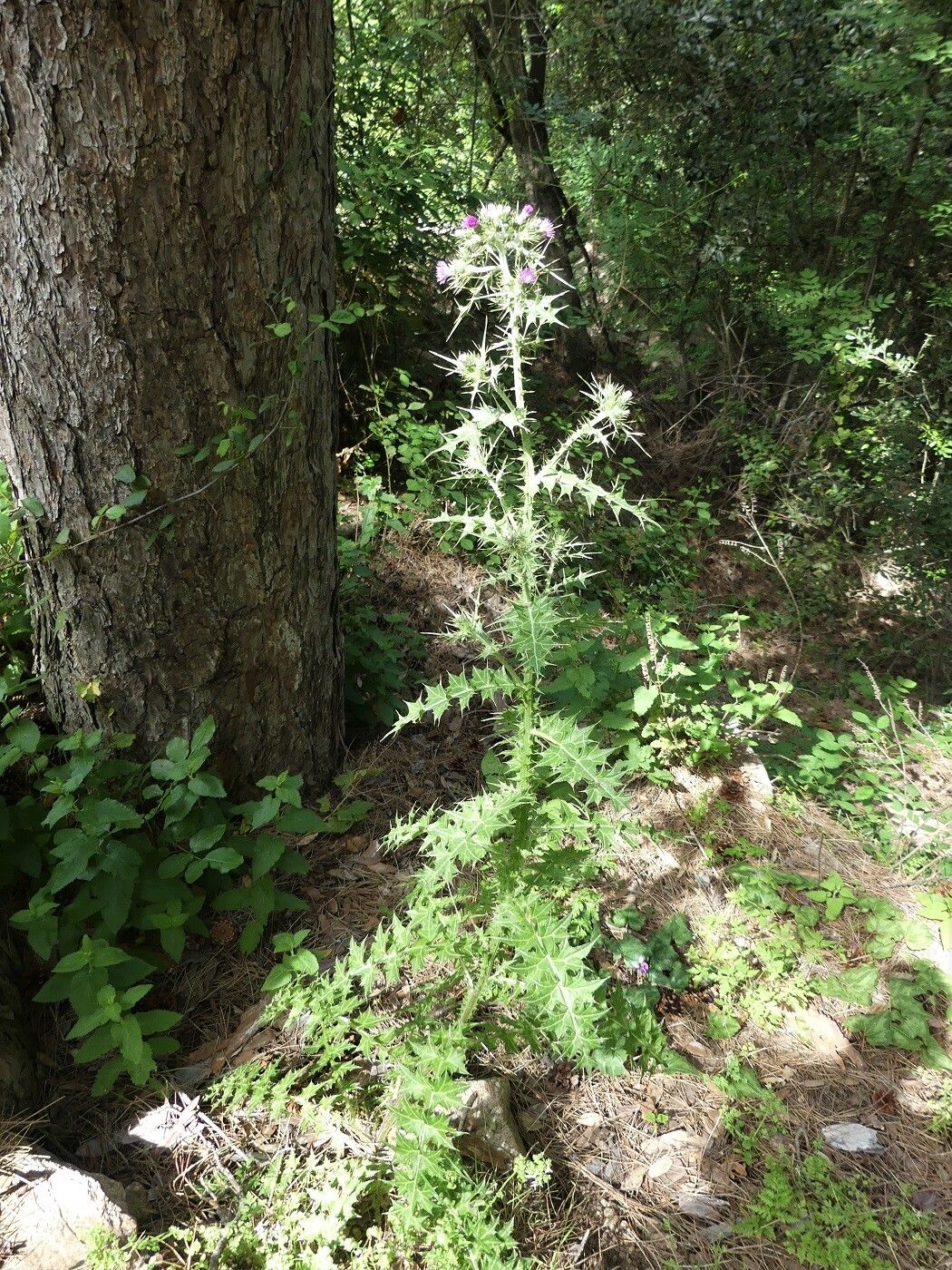 Carduus cephalanthus habit