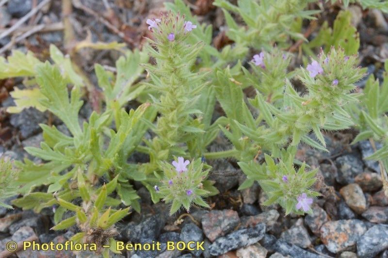 Verbena bracteata habit