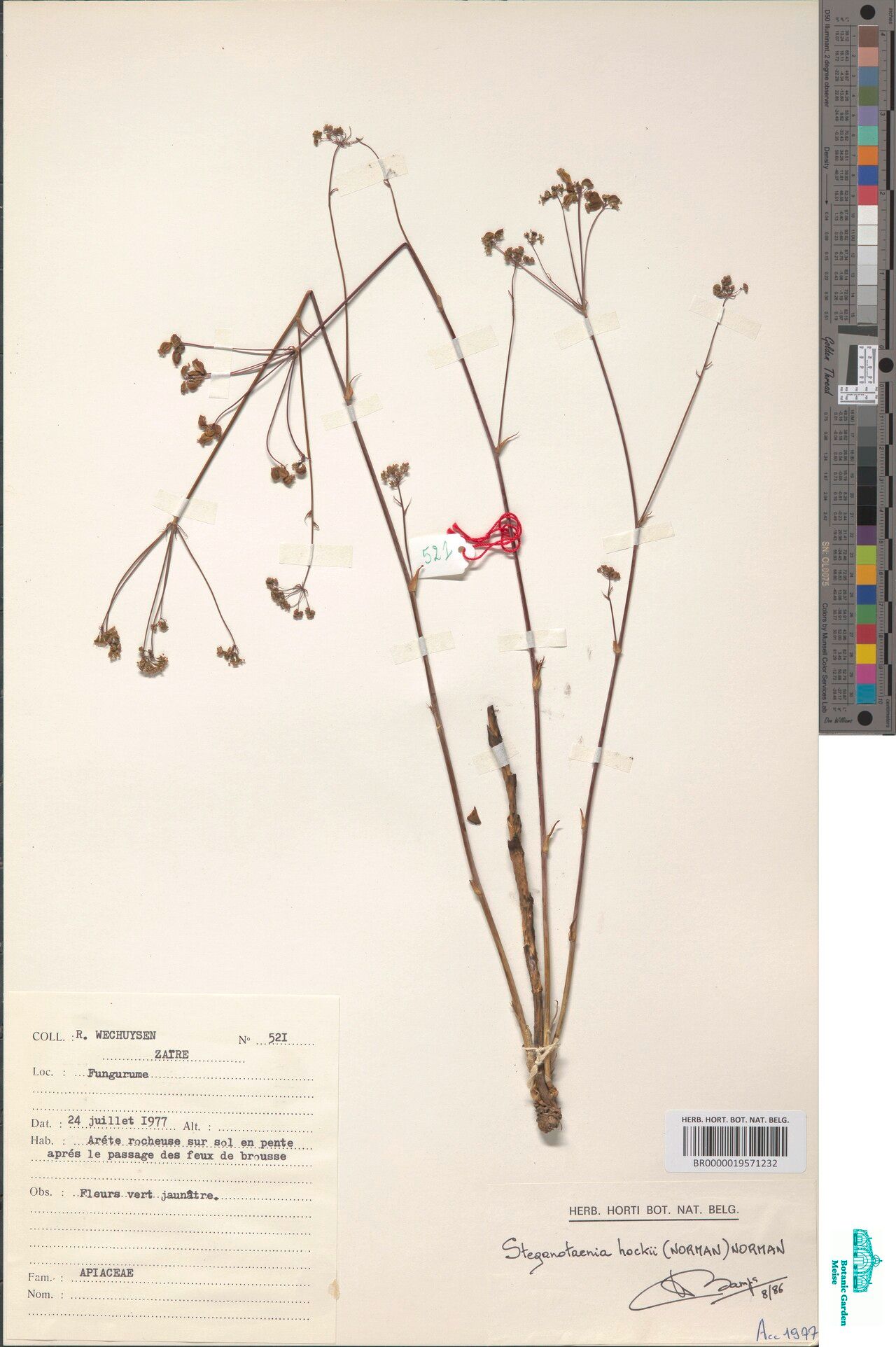 Steganotaenia hockii — related species from the same genus