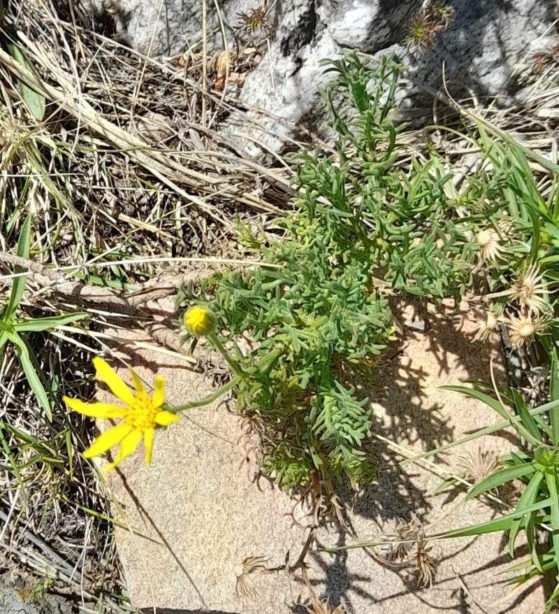 Senecio ventanensis habit