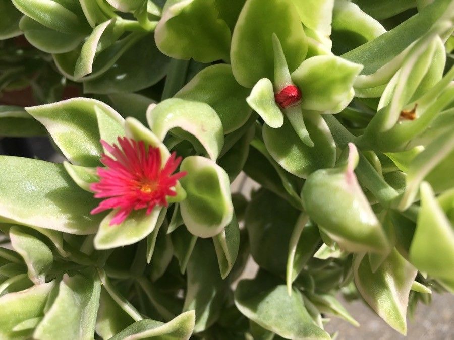 Mesembryanthemum cordifolium cv. 'Variegata' flower