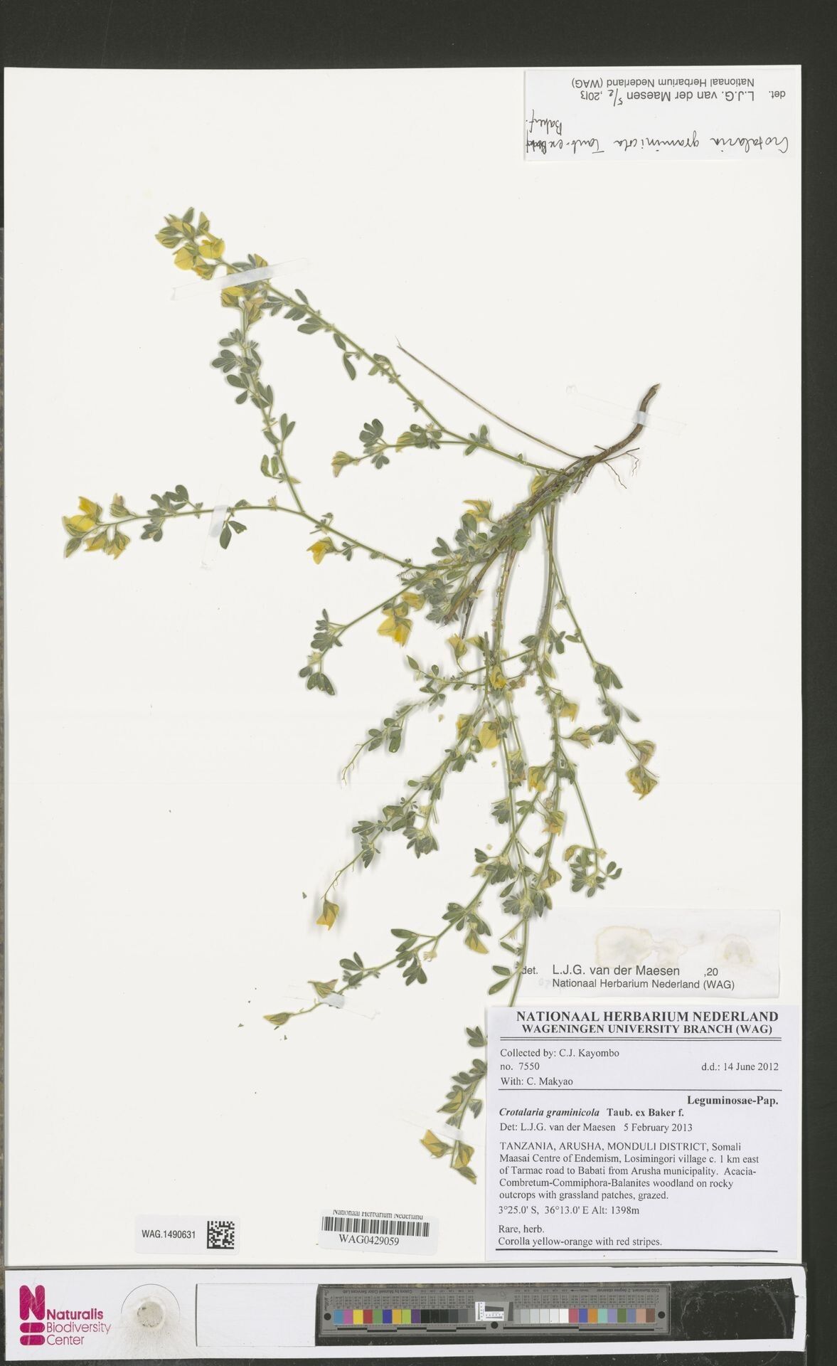 Crotalaria graminicola — houseplant care guide