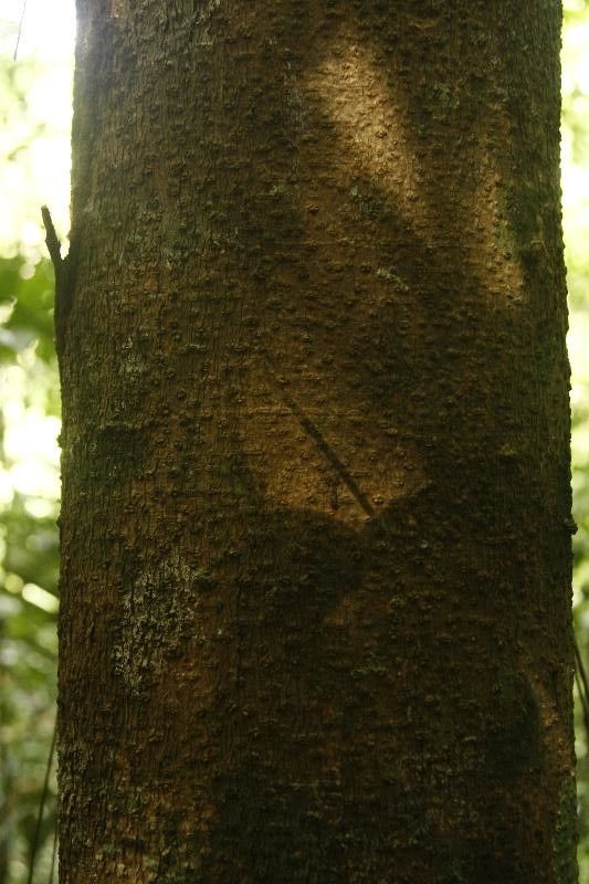 Tabernaemontana attenuata — search result for 'Suriname'